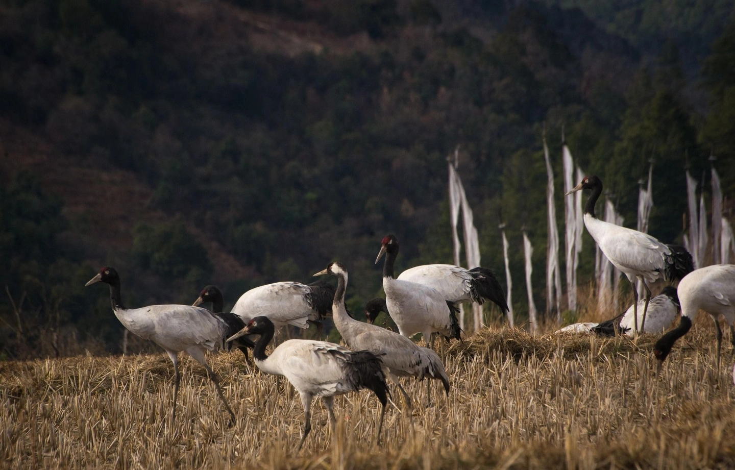 Mystic Dragon Odyssey: 6 Nights 7 Days with Rana Bhutan Tours and Travels